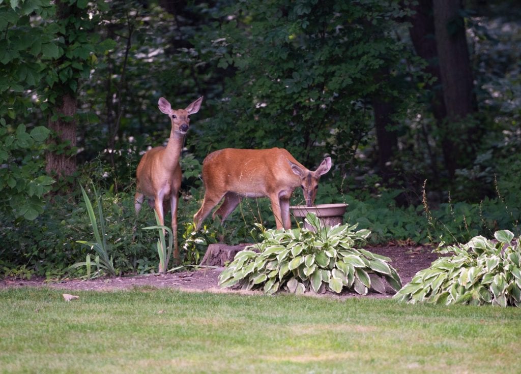 Doe and Buck deer feeding on corn in a backyard setting