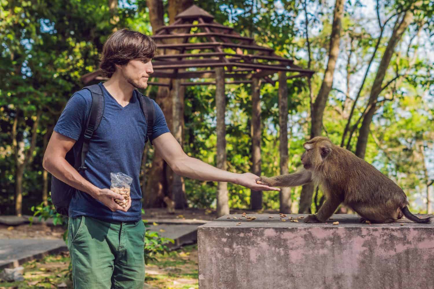 The man feeds the monkey whith nuts