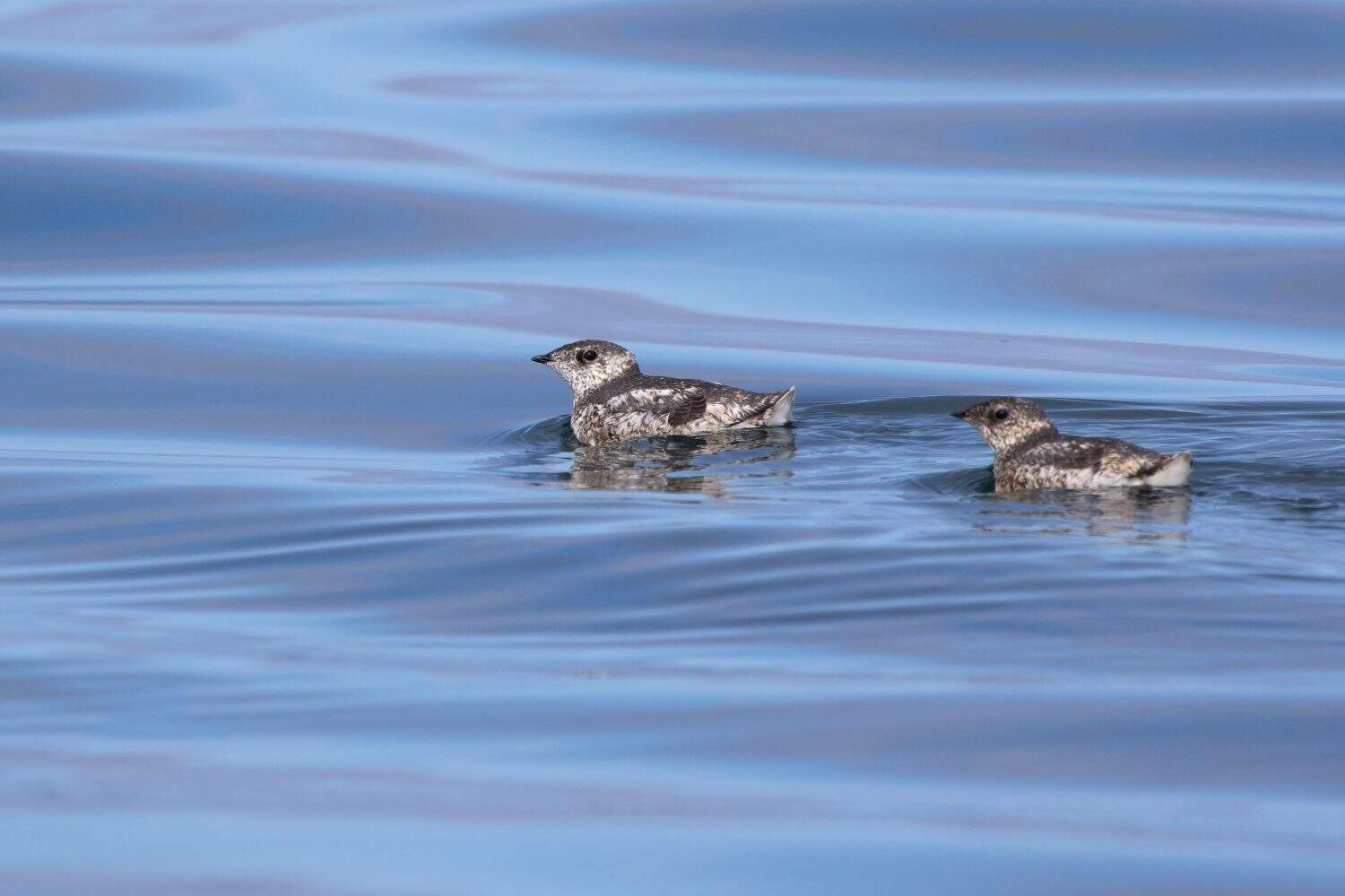 two kittlitz&rsquo;s murrelet that are floating on the water on a summer day