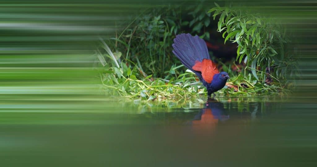 Beautiful Greater Coucal