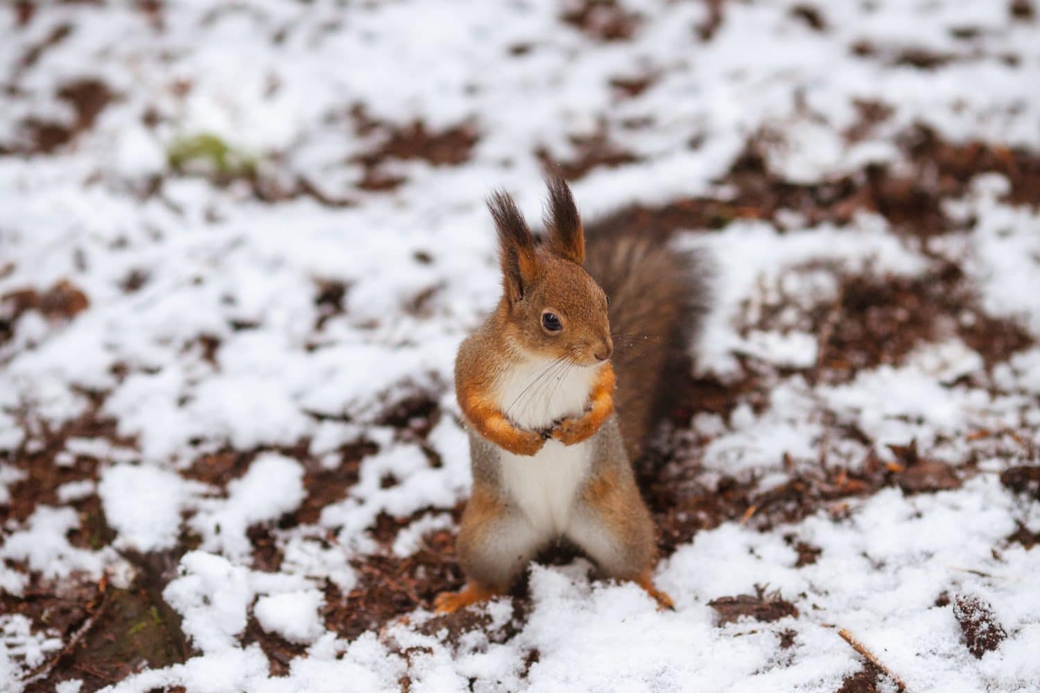 Red Squirrel posing in forest