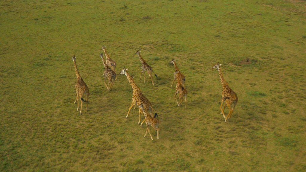 AERIAL: A group of adult giraffes running through the vast plains in Africa. Breathtaking view of giraffes migrating through the scenic wilderness. Wild African animals running in beautiful nature.
