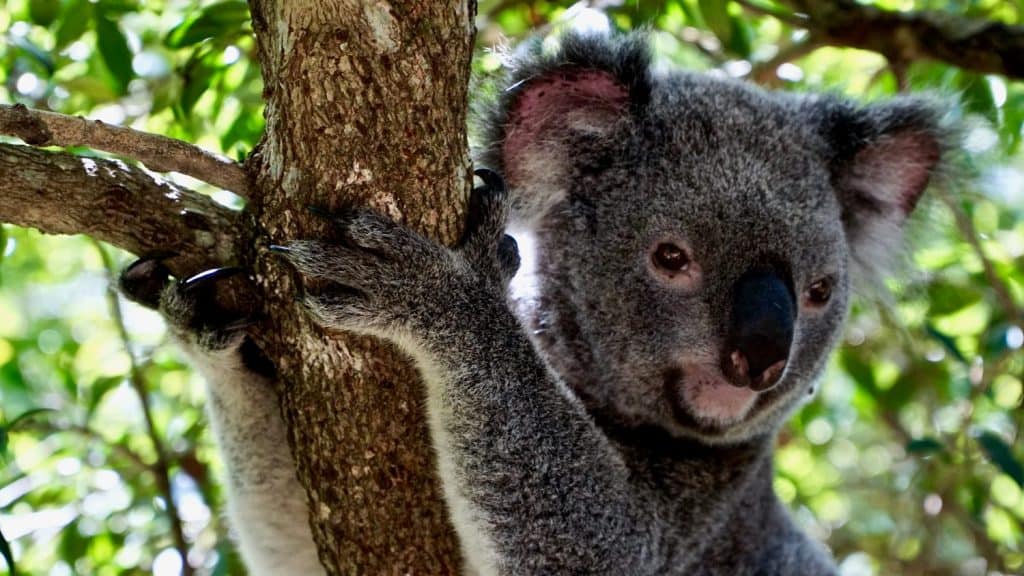 Koala sitting on a tree