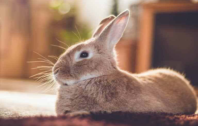 Rufus bunny rabbit relaxes next to shag carpet in warm tones, vintage setting