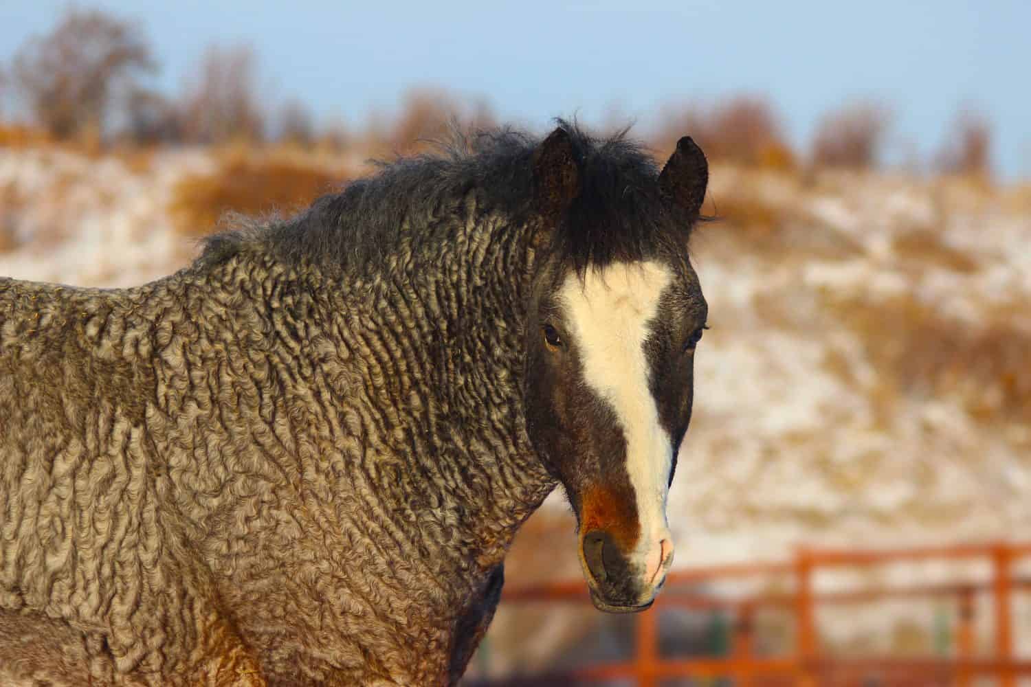 curly american horse