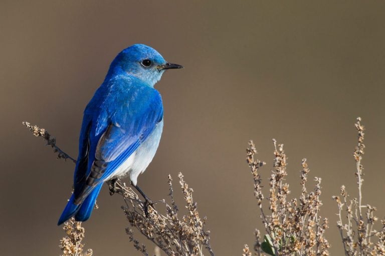 Mountain Bluebird outside