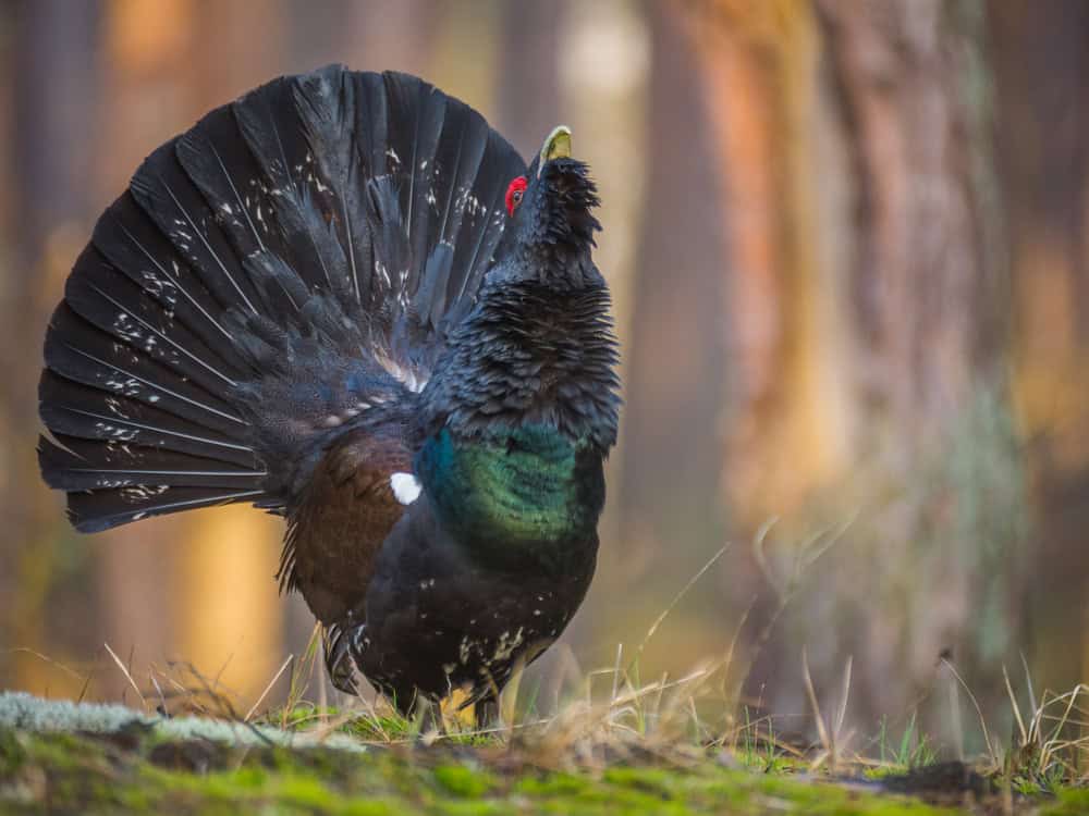Capercaillie on the lek