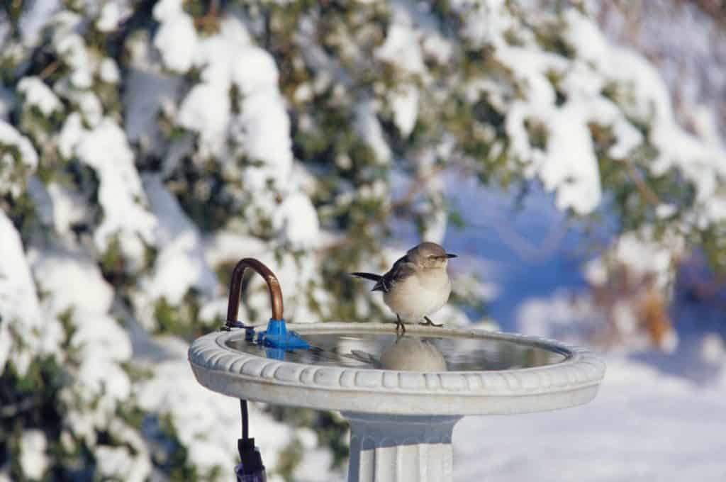 Northern Mockingbird (Mimus polyglottos) at heated bird bath in winter Marion County, Illinois