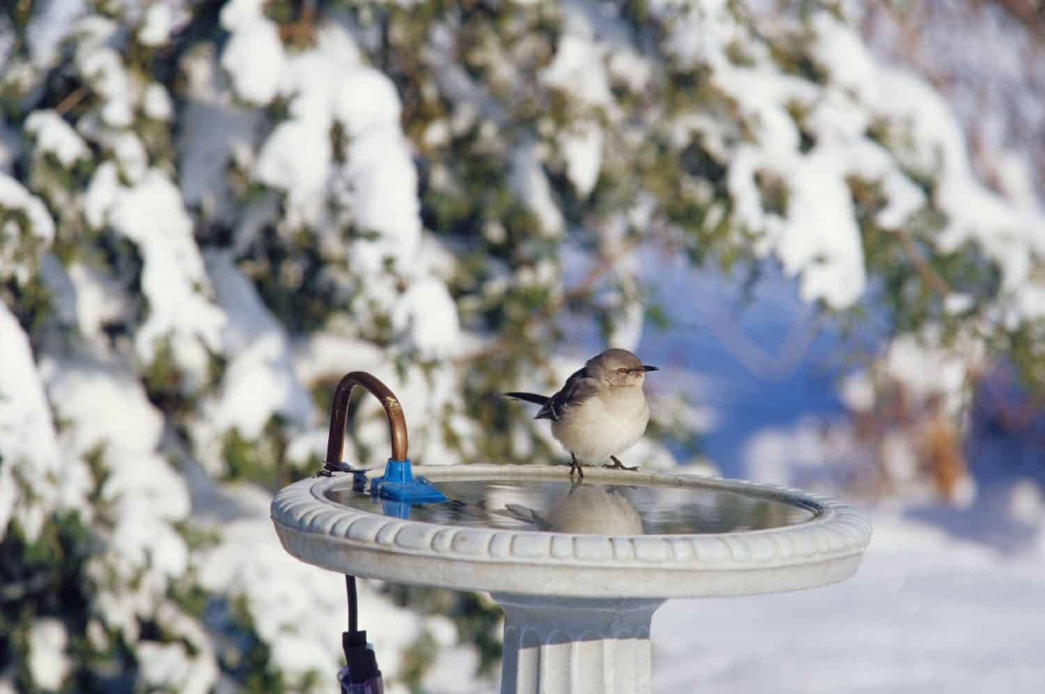 Northern Mockingbird (Mimus polyglottos) at heated bird bath in winter Marion County, Illinois