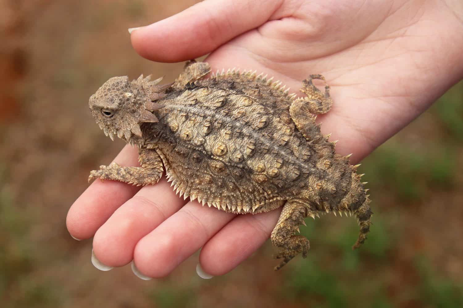 Regal Horned Lizard (Phrynosoma solare) in hand