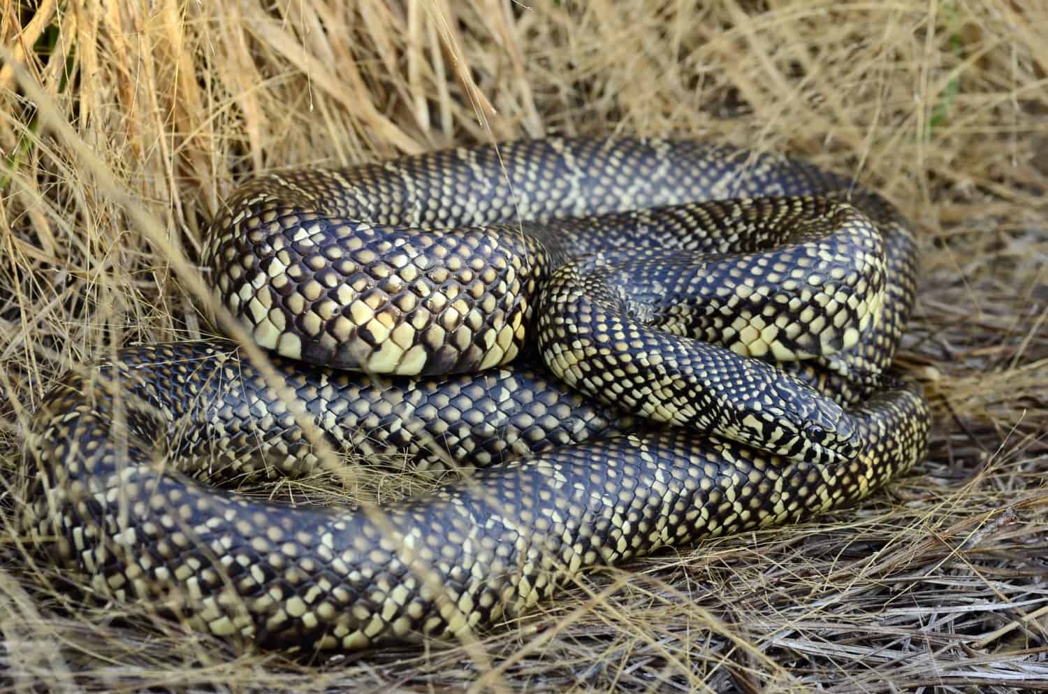 Florida kingsnake (Lampropeltis getula floridana)
