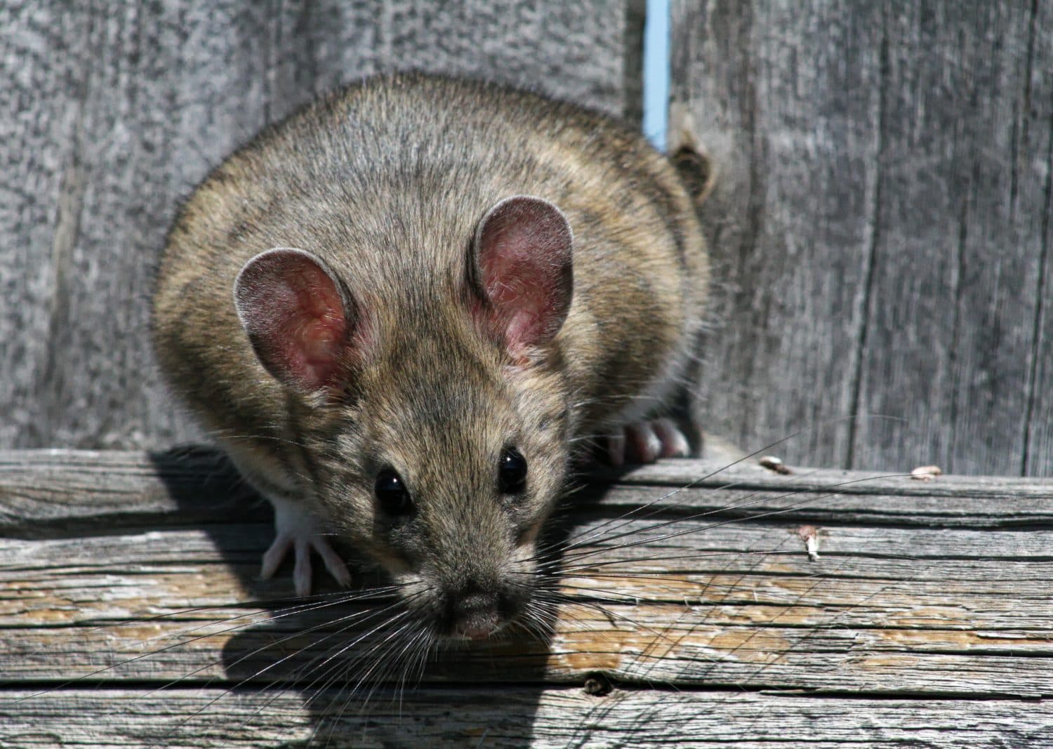A bushy tailed woodrat sniffs the air in Wyoming