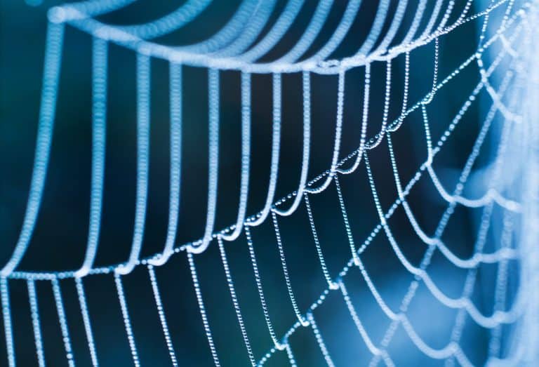The Spider Web close up.