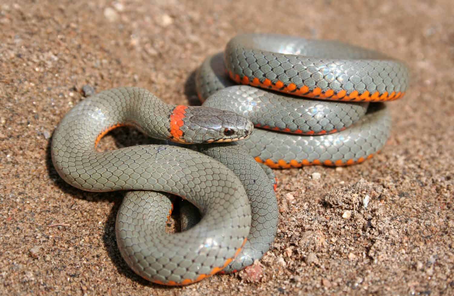 Snake, Ring-necked Snake Diadophis punctatus
