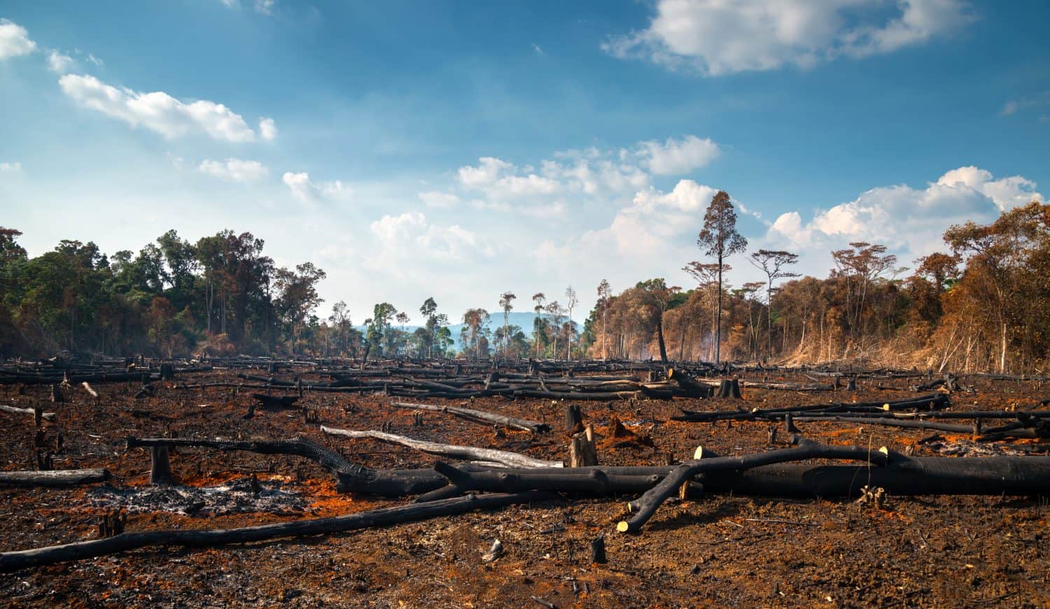 Wood cutting, burning wood, destroying the environment.Area of illegal deforestation of vegetation native to the Laos forest,ASIA.