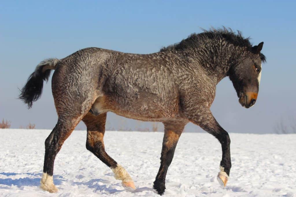 american curly horse breeding stallion running around and playing in the snow in winter