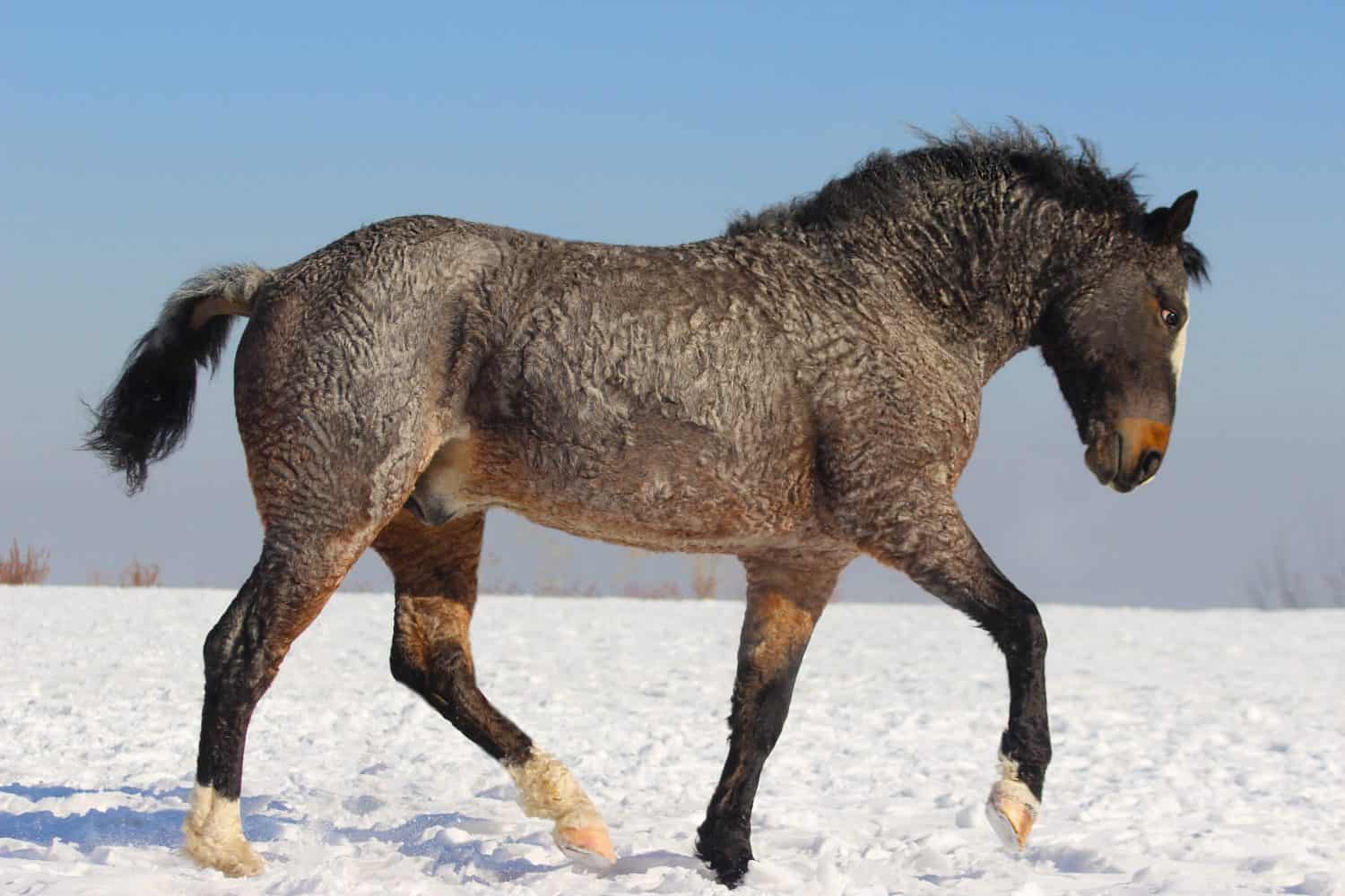 american curly horse breeding stallion running around and playing in the snow in winter