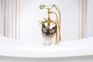 The theme is luxury and wealth. A cat without a tail of the Mekong Bobtail breed in a retro bathroom in the interior of the Barocoo Versailles Palace. Jewel jewelery on the neck.