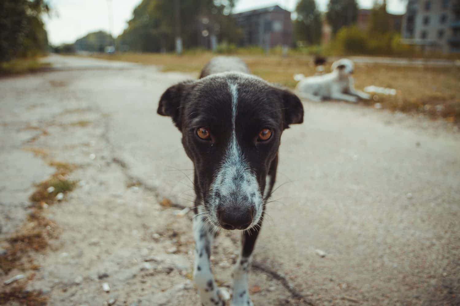 Homeless wild dog in old radioactive zone in Pripyat city - abandoned ghost town after nuclear disaster. Chernobyl exclusion zone.