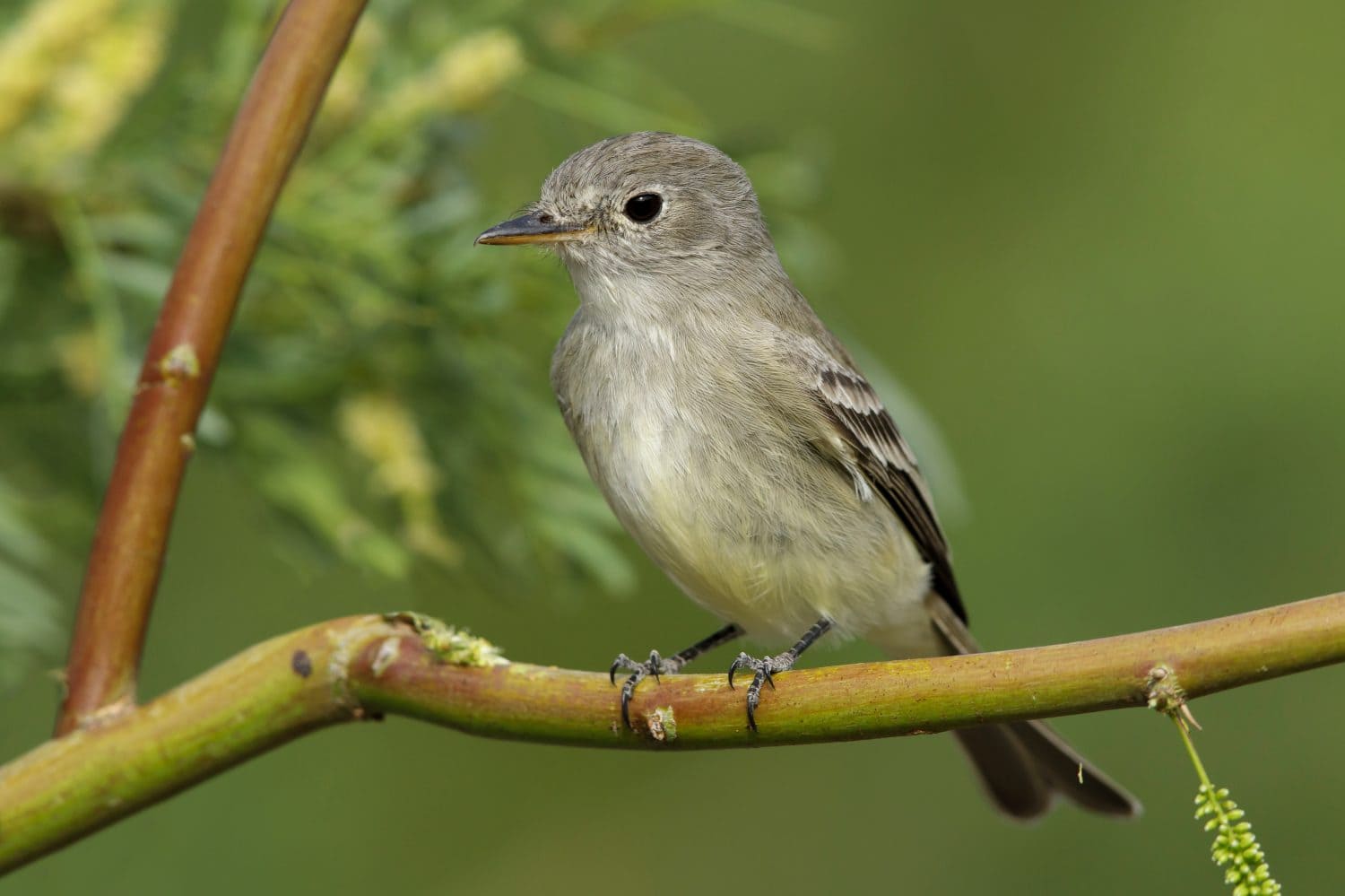 Adult American Gray Flycatcher (Empidonax wrightii) perched on a twig in Riverside County, California, USA. Sitting against a green natural background.