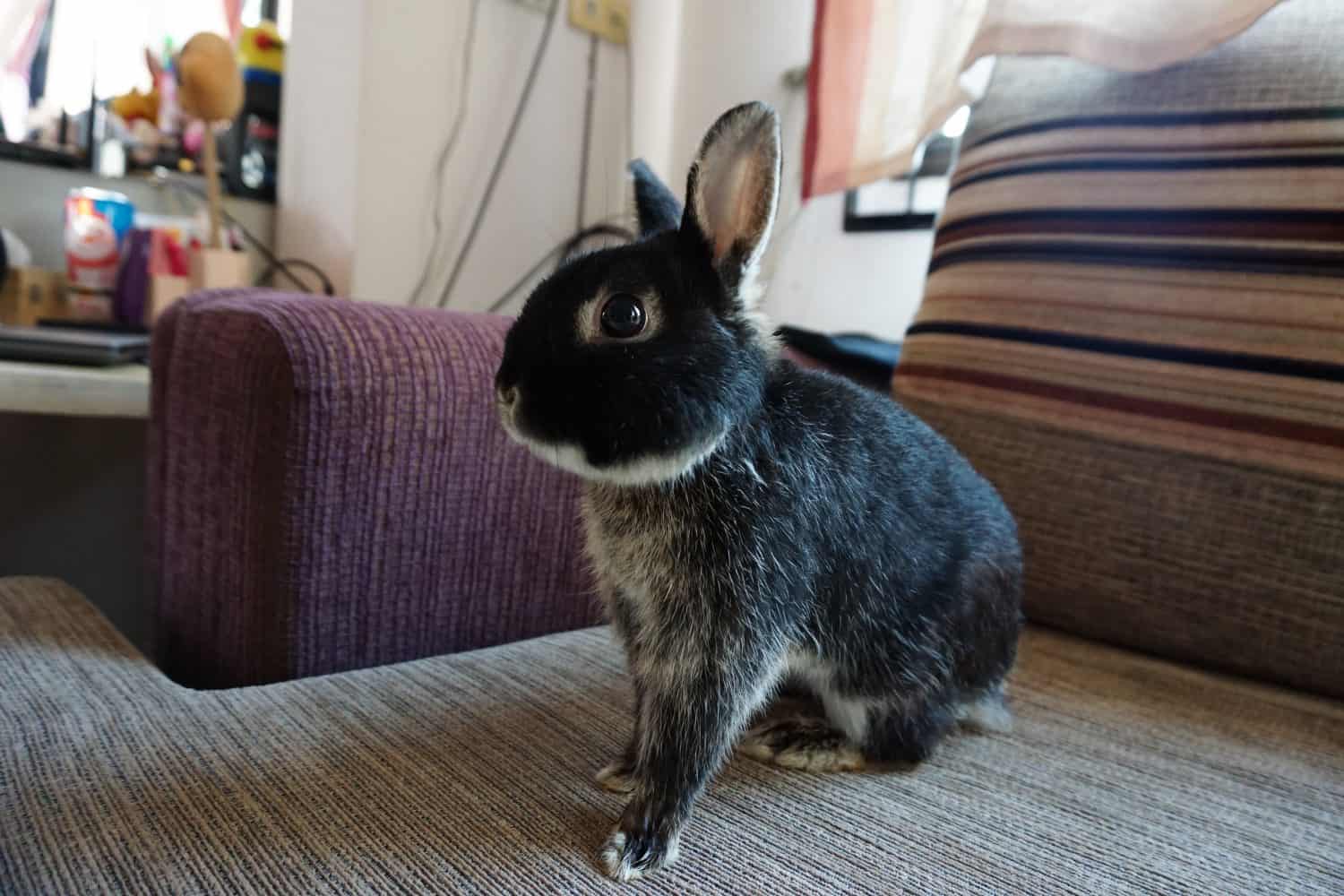 Rabbit (Netherlands dwarf) cute pets in the house