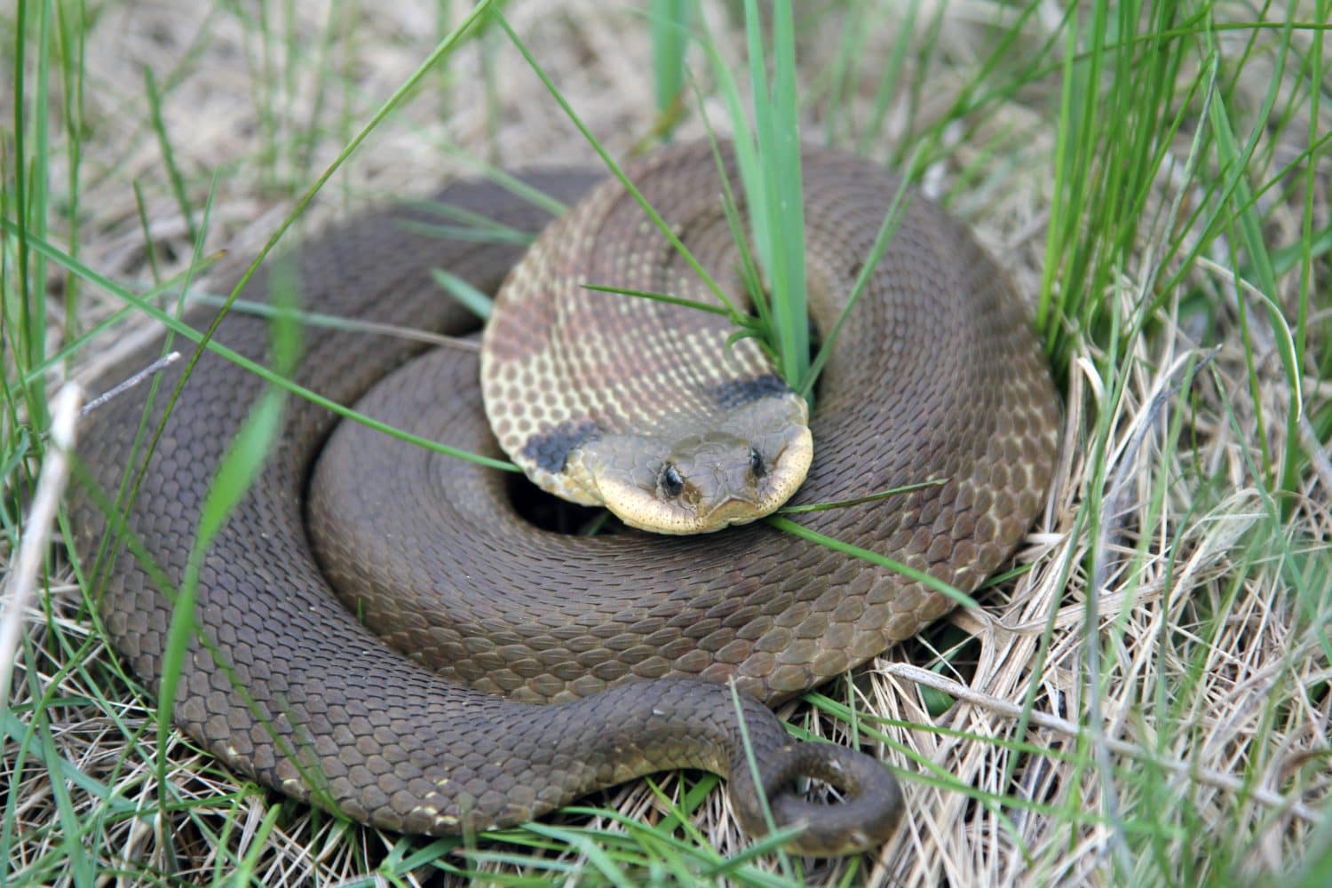 Coiled up Eastern Hognose Snake in the weeds.