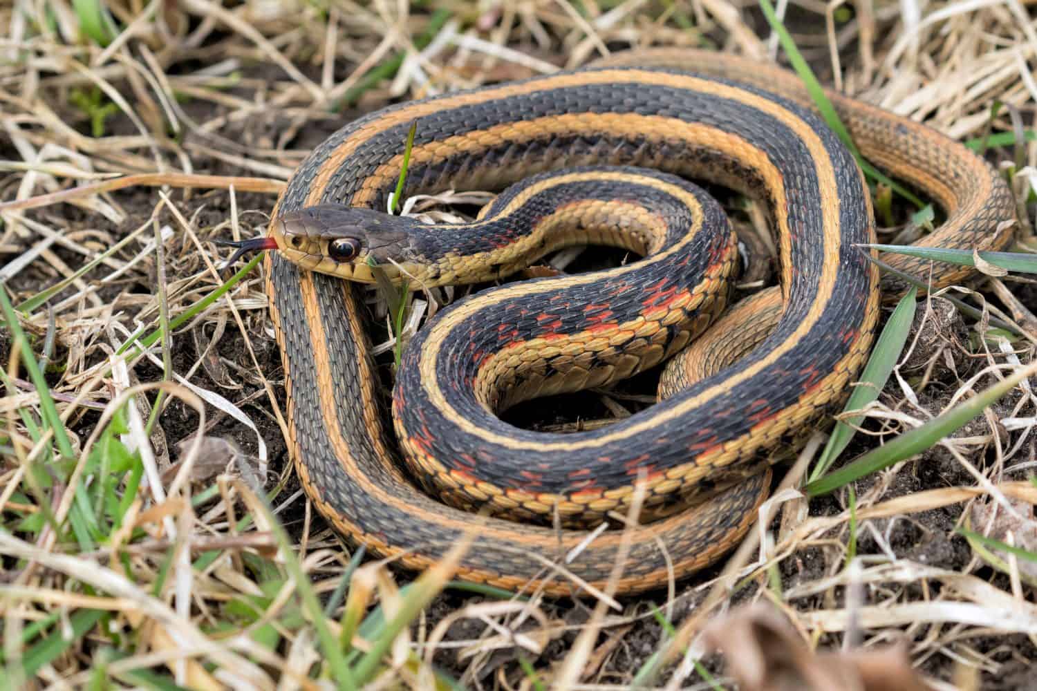 Common garter snake (Thamnophis sirtalis) in the grass, Iowa, USA