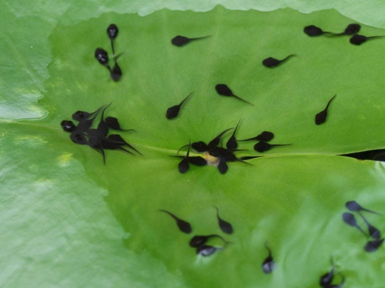 Flock Of Tadpoles On Green Lotus Leaf Background