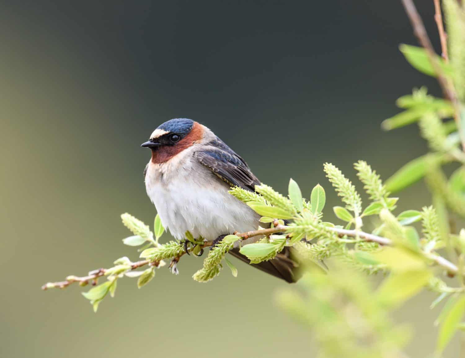 Cliff Swallow perched on bush branch