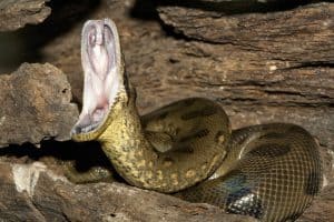 Anaconda open the mouth