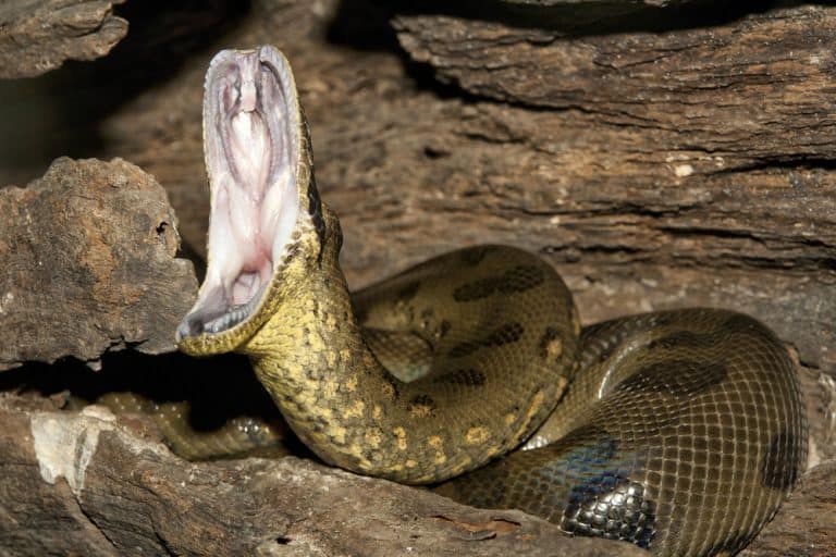Anaconda open the mouth