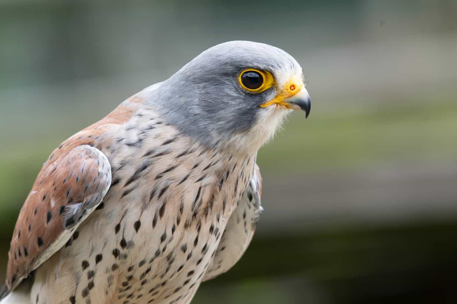 Close up portrait of a common kestrel (falco tinnunculus)