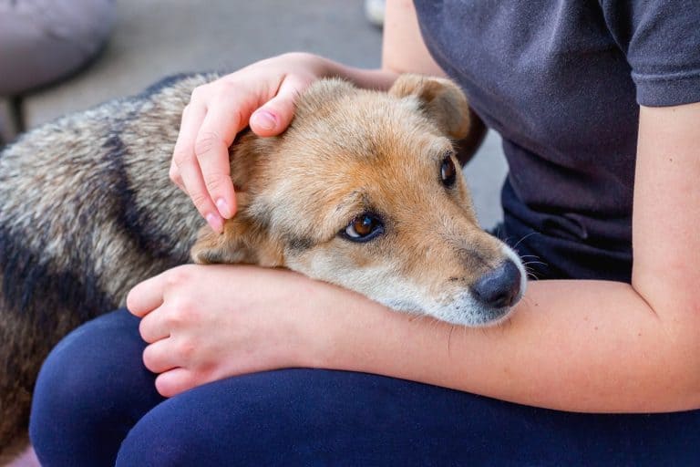 The girl cares about a sick dog. People and animals