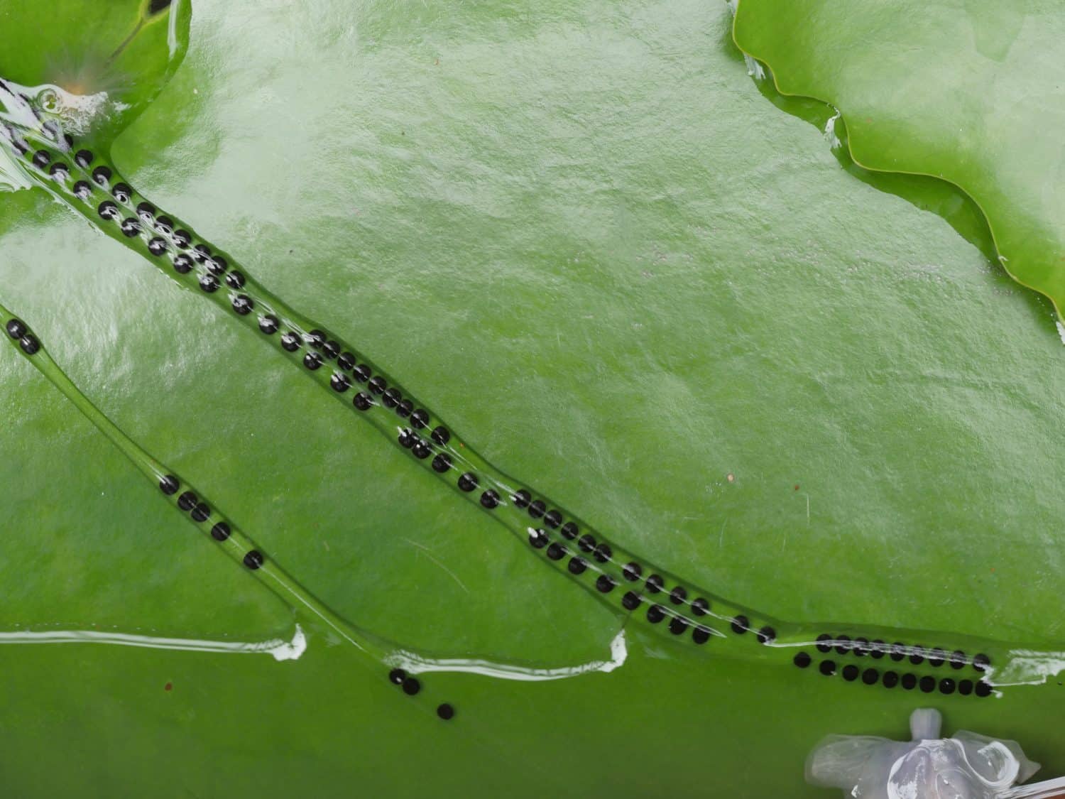 Toad eggs in jelly on lotus leaf background