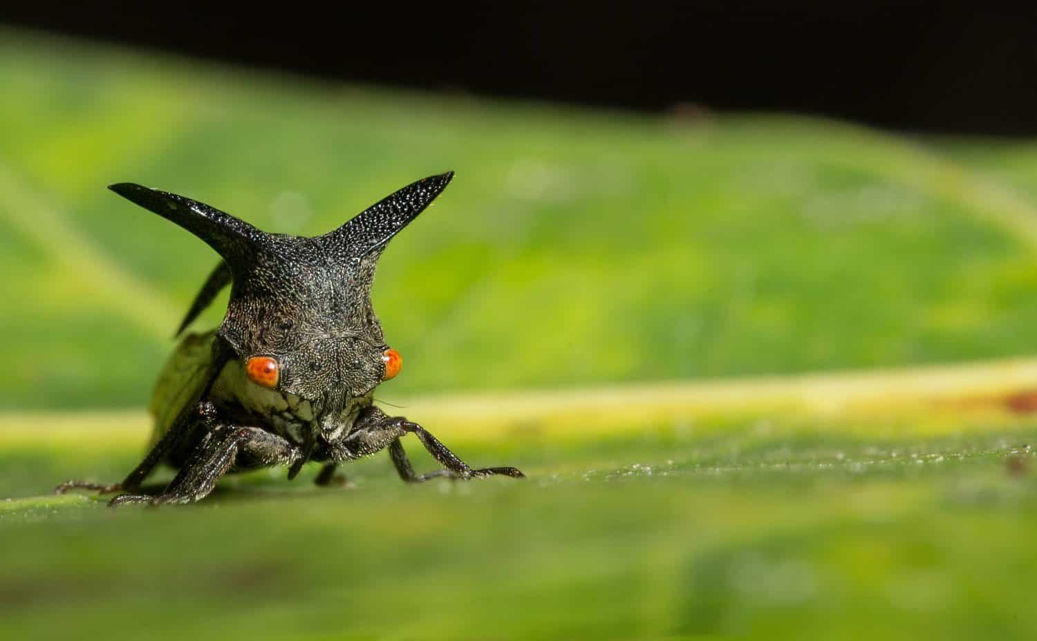 Strang treehoppe) in the  Membracidae family.