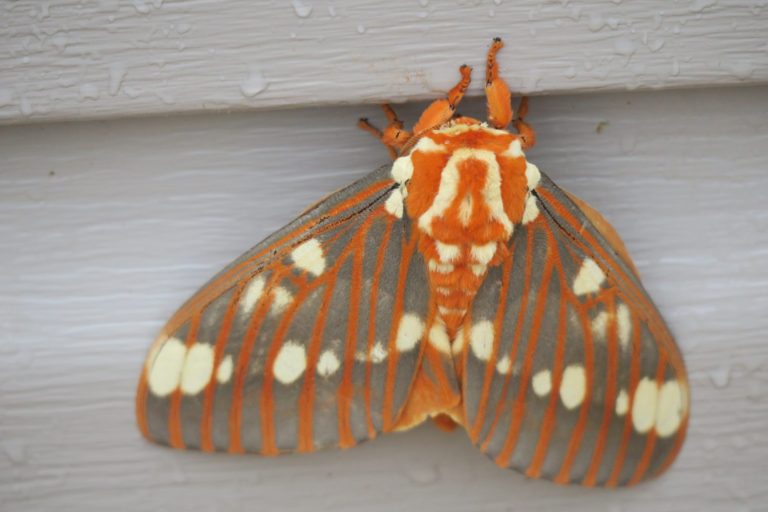 Citheronia Regalis or Regal Moth