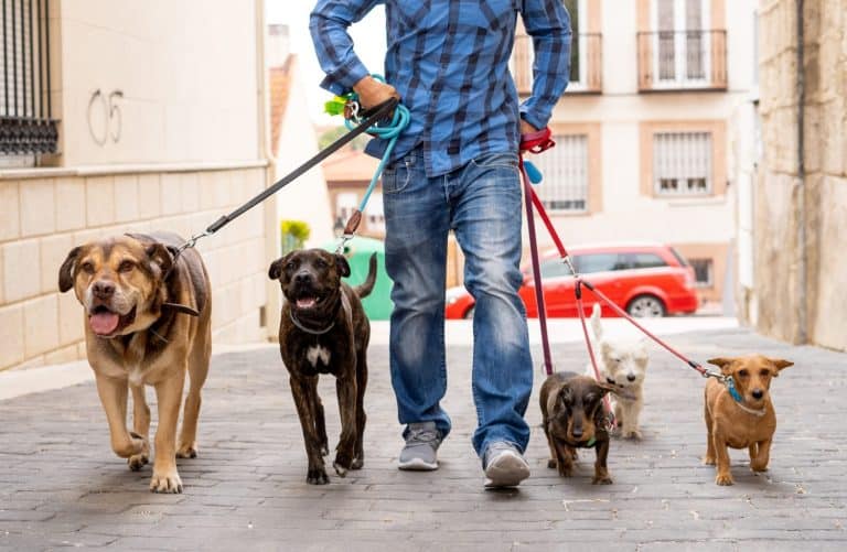 Professional dog walker or pet sitter walking a pack of cute different breed and rescue dogs on leash at city street.