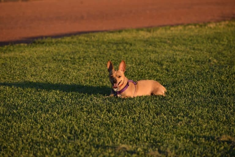 Jack-Chi dog sitting on grass inside a ballpark