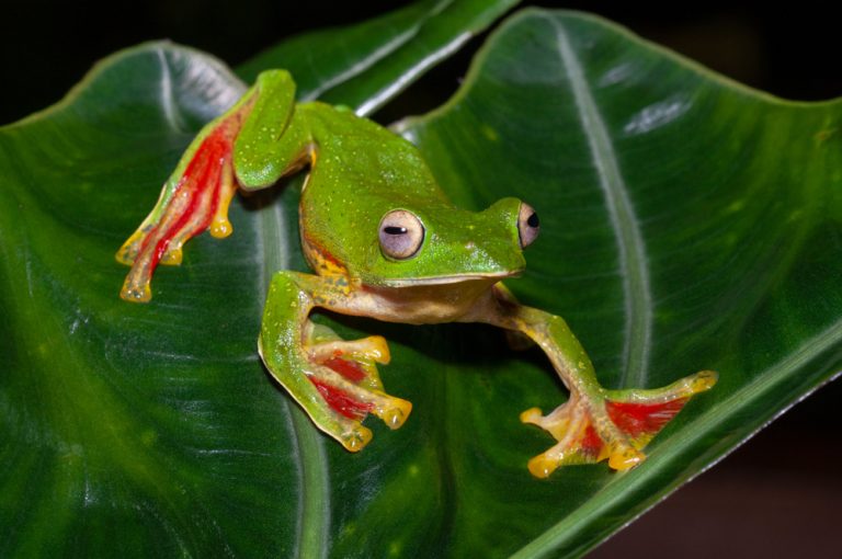 Malabar Gliding Frog seen at Amboli,Maharashtra,India,Asia