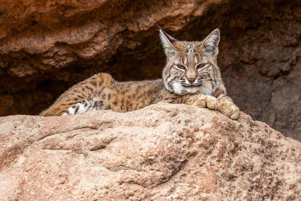 Bobcat Rests in the Shade at the Entrance of a Cave and Observes Its Territory