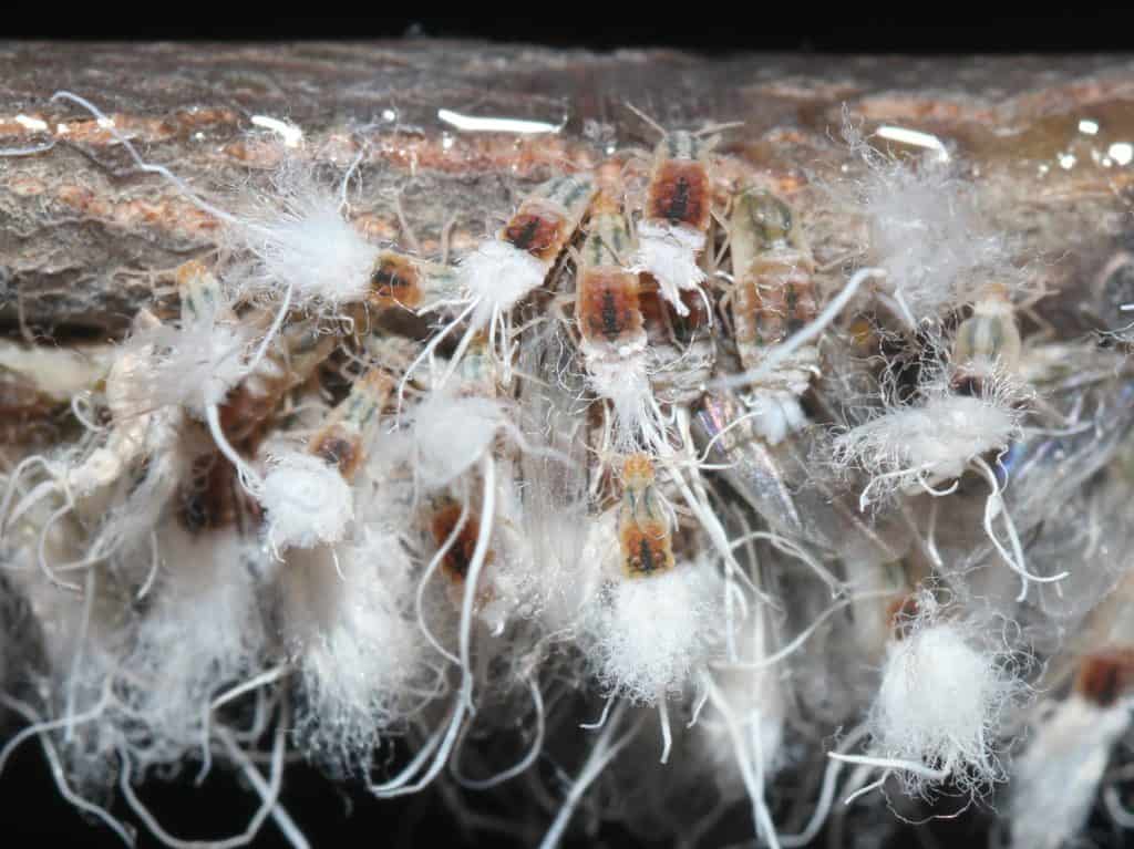 A cluster of Beech Blight Aphids (Grylloprociphilus imbricator) clinging to the branch of a Beech tree. When threatened by predators, they wave their bodies and the waxy white secretions defensively.