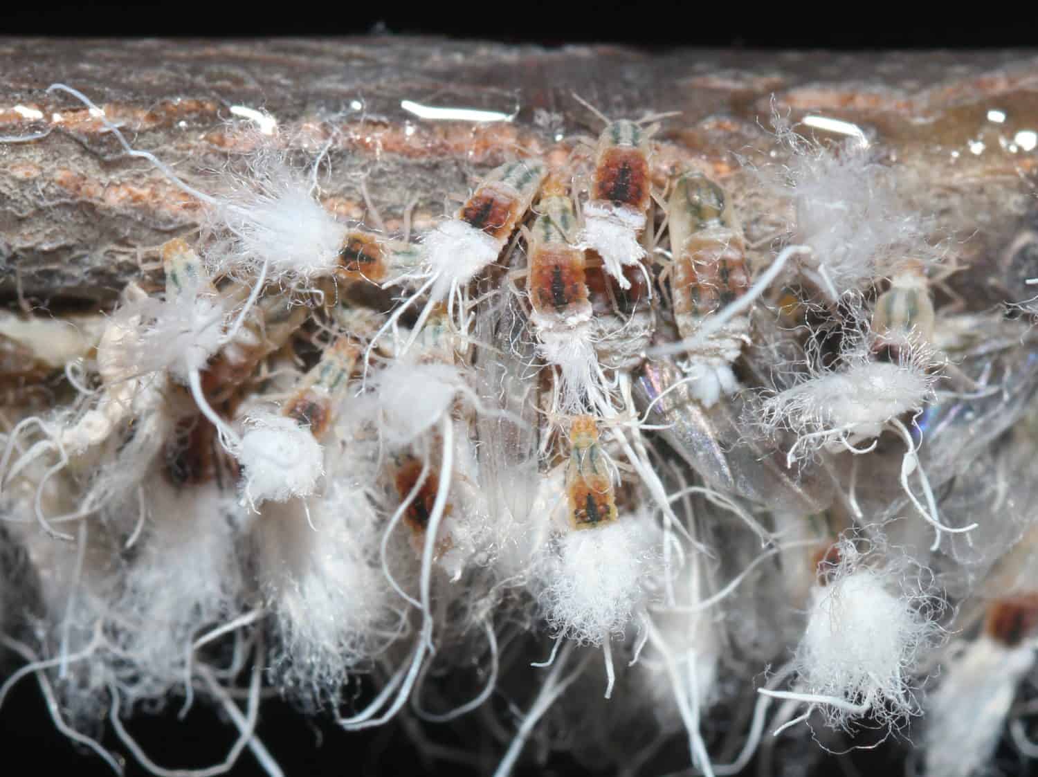 A cluster of Beech Blight Aphids (Grylloprociphilus imbricator) clinging to the branch of a Beech tree. When threatened by predators, they wave their bodies and the waxy white secretions defensively.