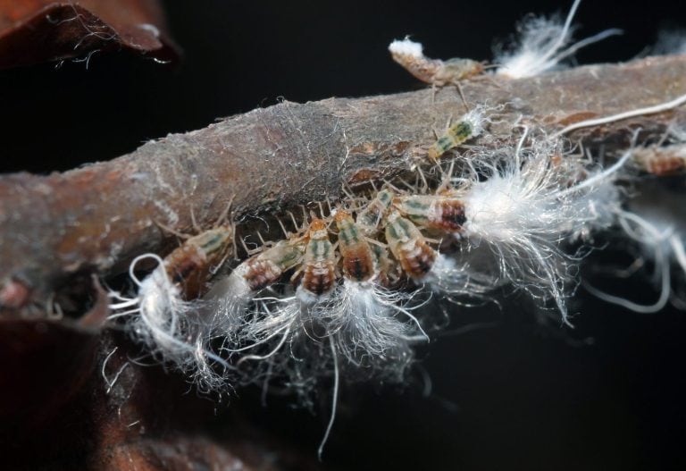 A group of beech blight aphids grouped together on a branch.