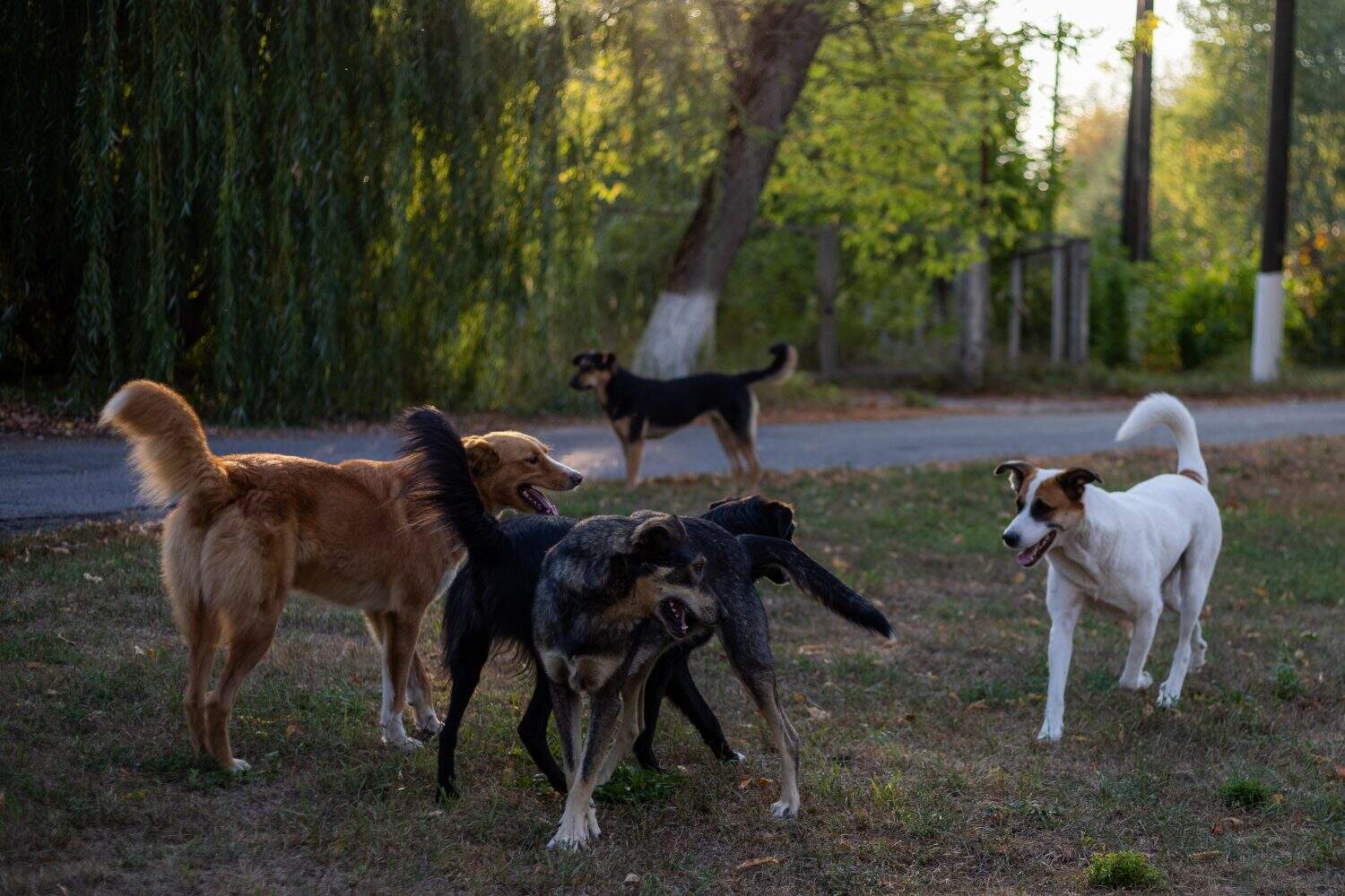 Pack of stray dogs play fighting