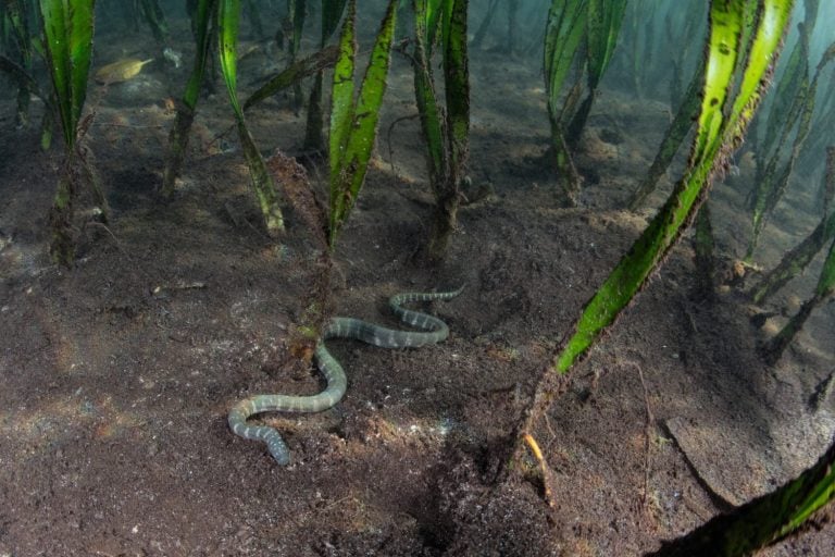 A Marine file snake slithers across the seafloor of a seagrass bed in Komodo National Park, Indonesia. This species is within the most ancient family of sea snakes and is not venomous.