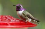 Costa's Hummingbird