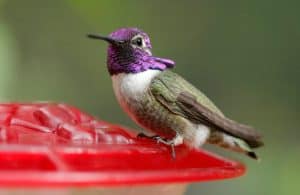 Costa's hummingbirds are seen on November 6, 2019 in Tucson, Arizona