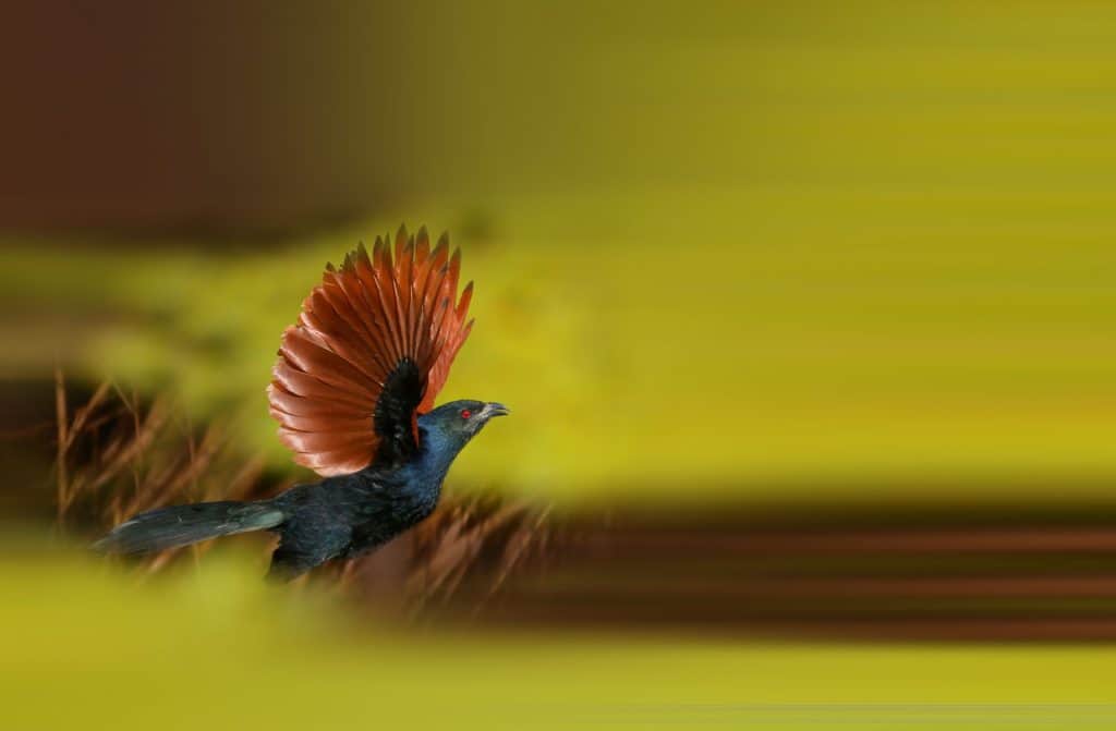 Greater Coucal foraging in the woods