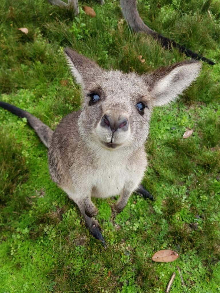 Cute Kangaroo looking at the camera on the grass, Australia