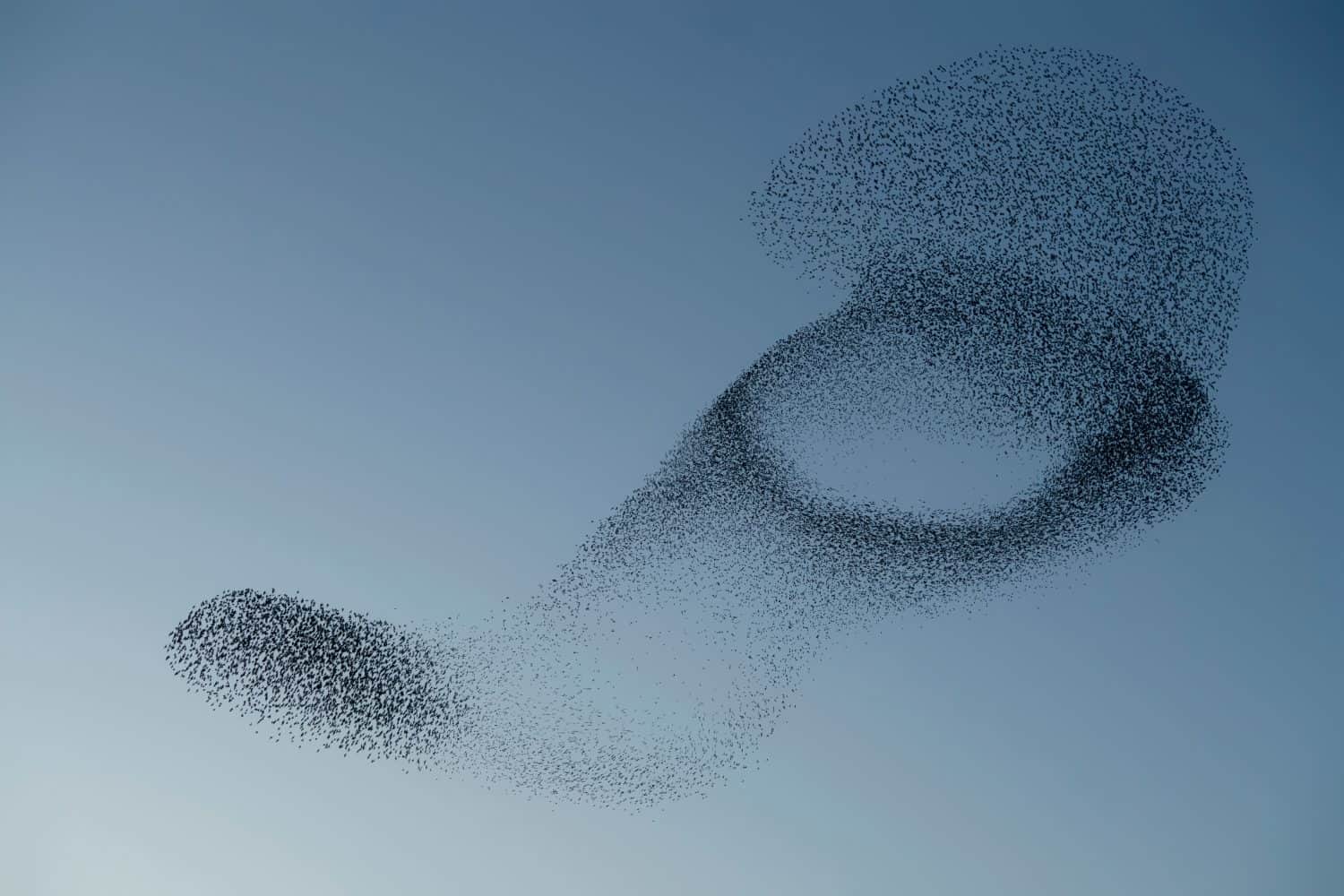 Beautiful large flock of starlings (Sturnus vulgaris), Geldermalsen in the Netherlands. During January and February, hundreds of thousands of starlings gathered in huge clouds.  Silhouettes of birds.